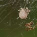 Как рождаются пауки: от кладки яиц и до вылупления