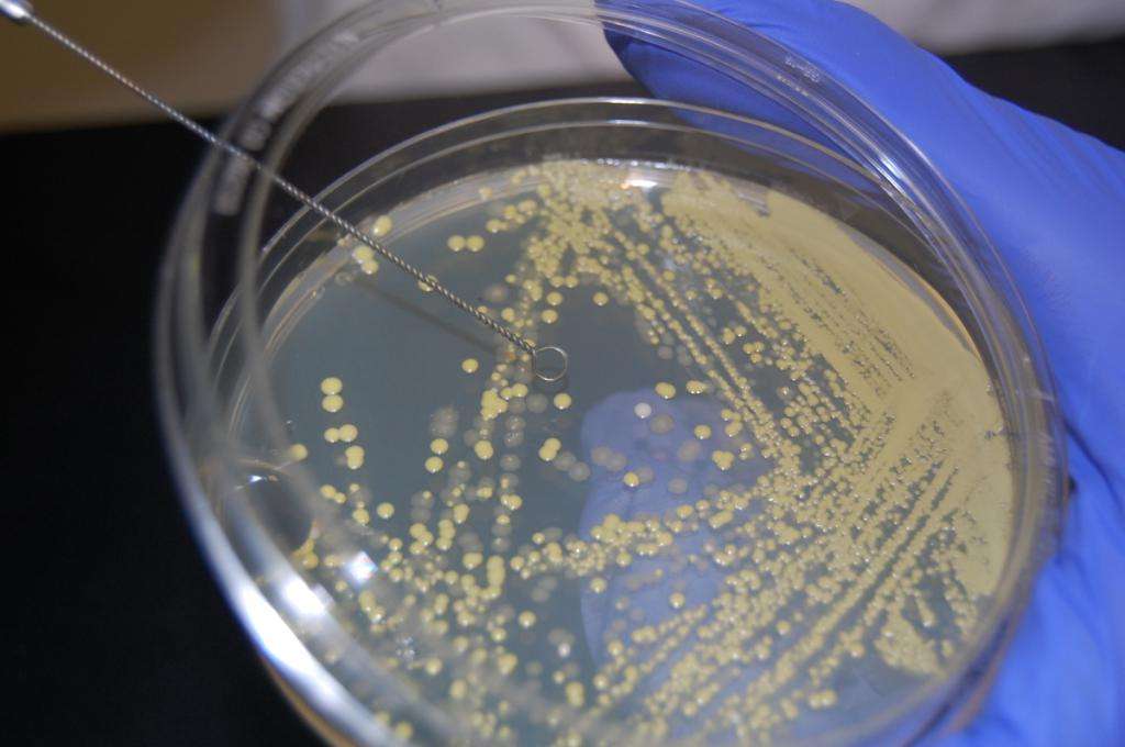 чистые линии бактерий