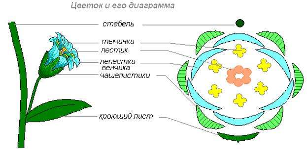 Схема цветка