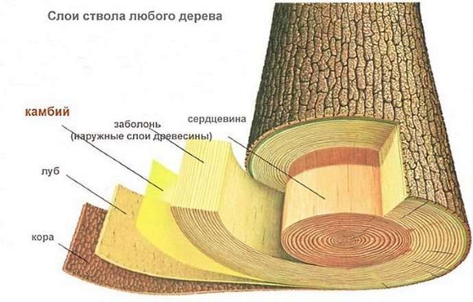 Строение ствола дерева