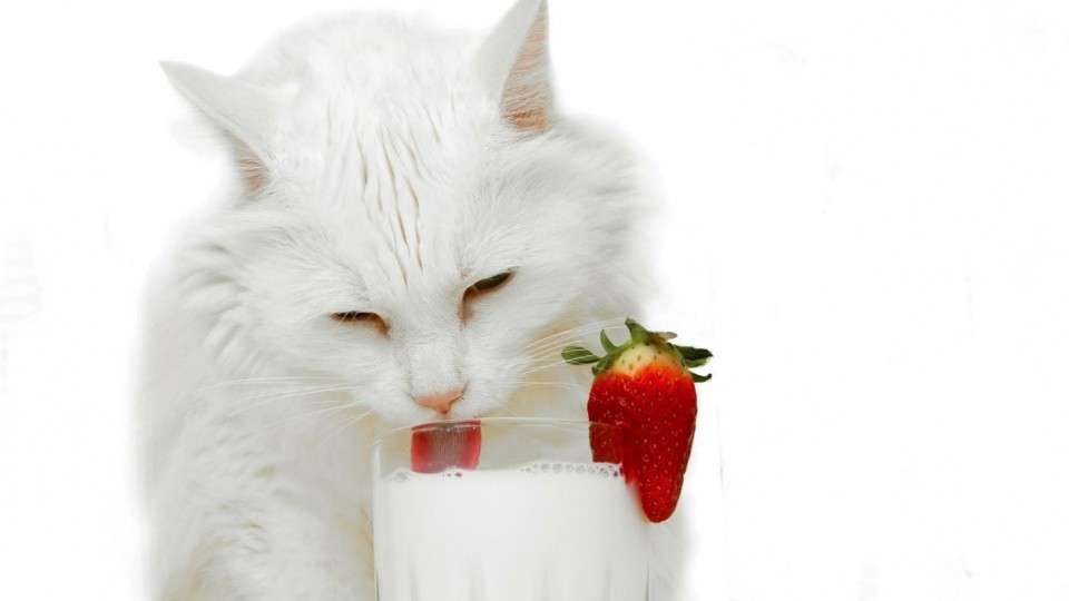 кошка пьет молоко
