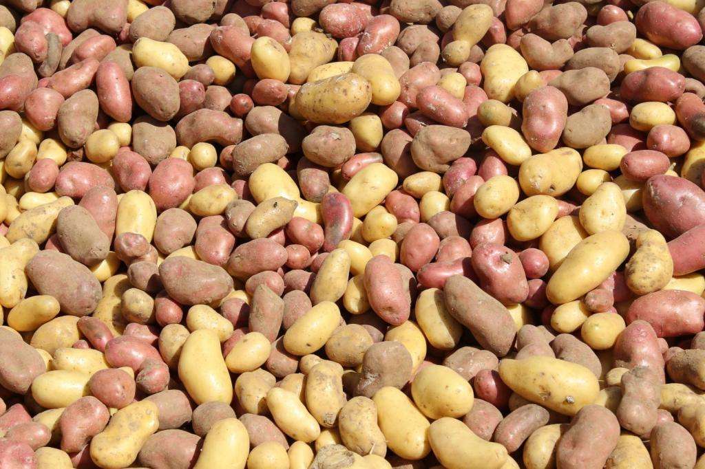 Разновидности картофеля