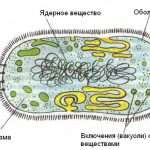 Жгутиковые бактерии - описание, особенности и интересные факты