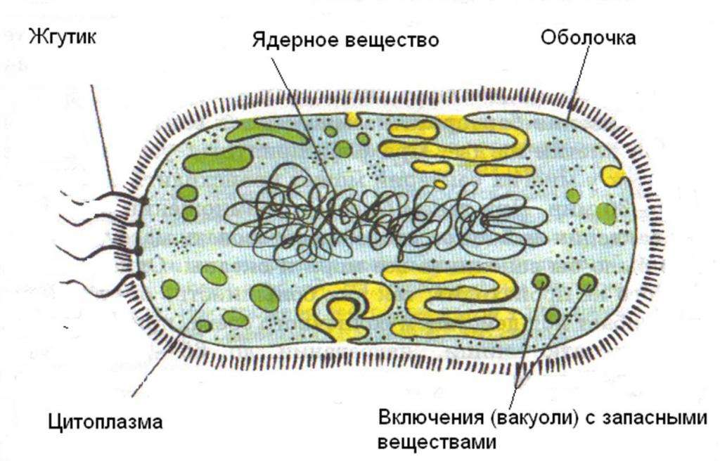 жгутиковая бактерия где живет