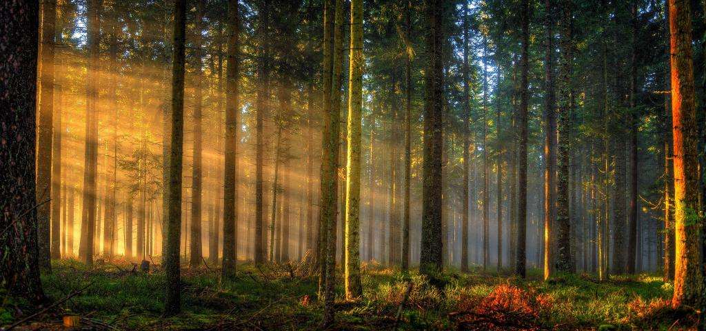 Лесной рассвет