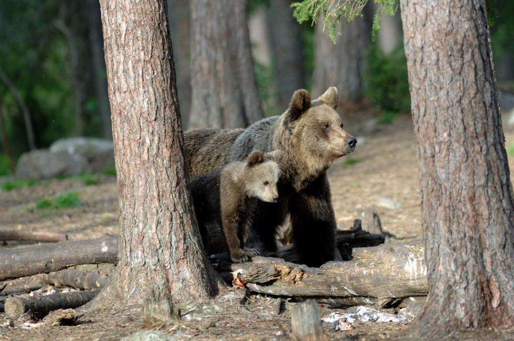 Медведица с медвежонком