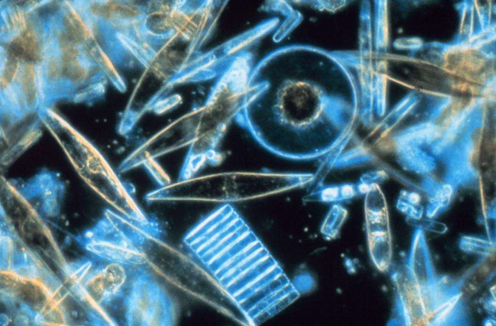 Фитопланктон в негативе
