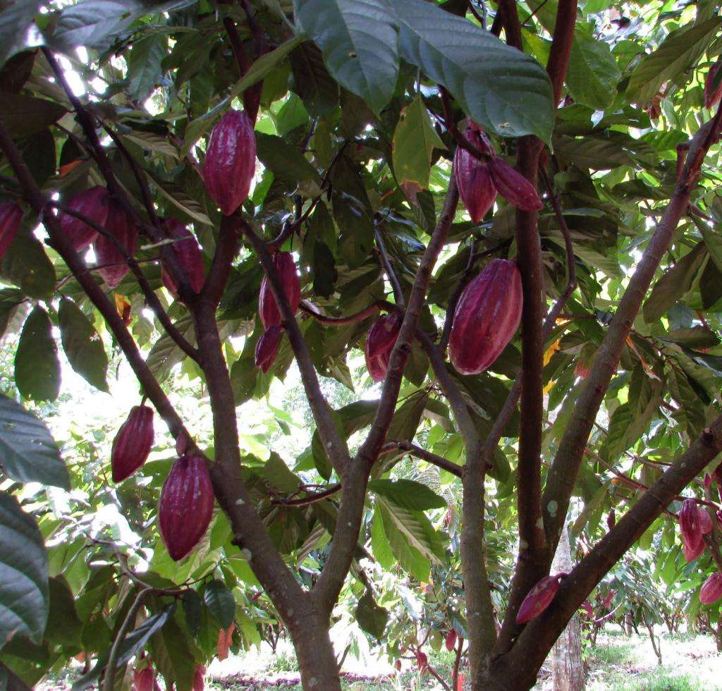 Дерево с плодами какао