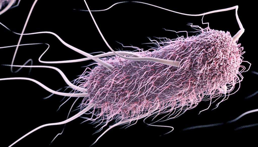 как выглядят жгутиковые бактерии