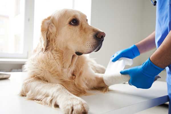ветеринар помогает собаке