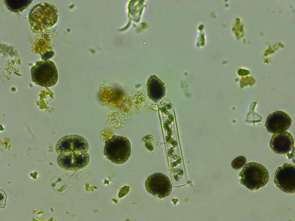 Микроскоп и фитопланктон