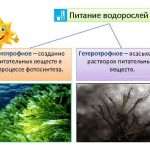 Питание водорослей: способ, пищевые цепи и типы