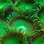Что такое фитопланктон: понятие, виды, распространение и среда обитания