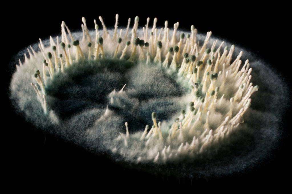 микроскопические патогенные грибы