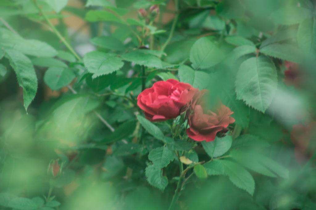 Розу называют королевой цветов