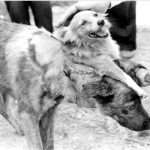 Собака с двумя головами: описание эксперимента, последствия, фото