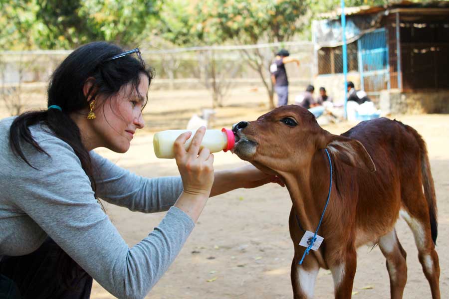 Волонтер помогает животным
