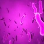 Пурпурные бактерии - описание, особенности и интересные факты