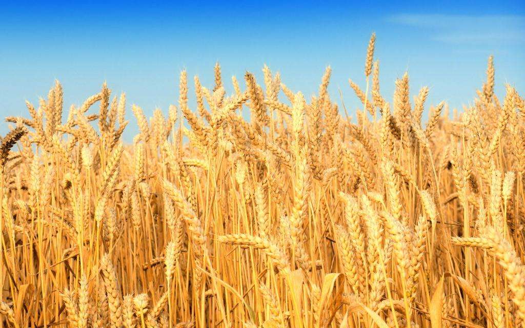 Выросшая пшеница