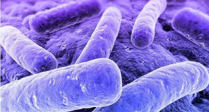 Синеватые бактерии.