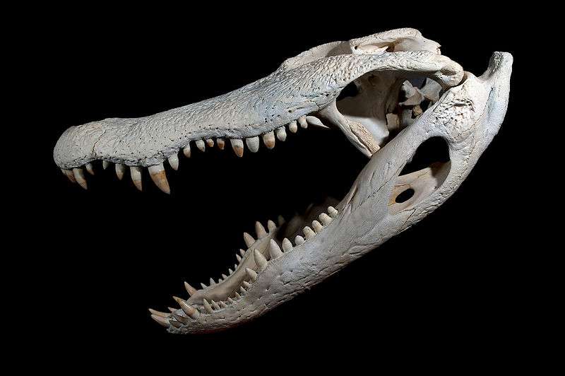 Аллигатор mississippiensis Череп и нижняя челюсть