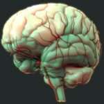 Загадки мозга человека. Интересные факты о мозге
