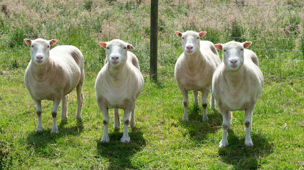 клоны овец