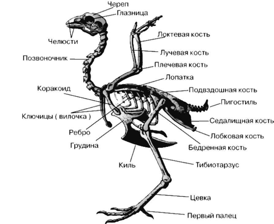 Скелет курицы с описанием