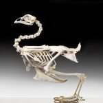 Скелет курицы: строение, названия и описание костей, фото