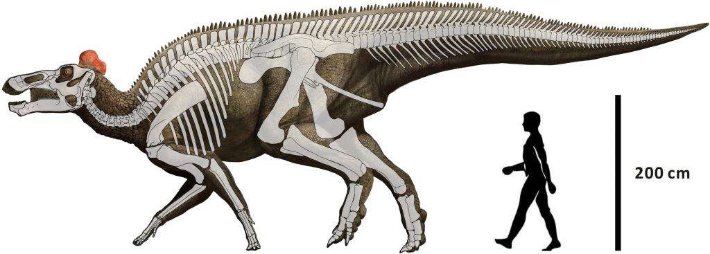 размеры эдмонтозавра