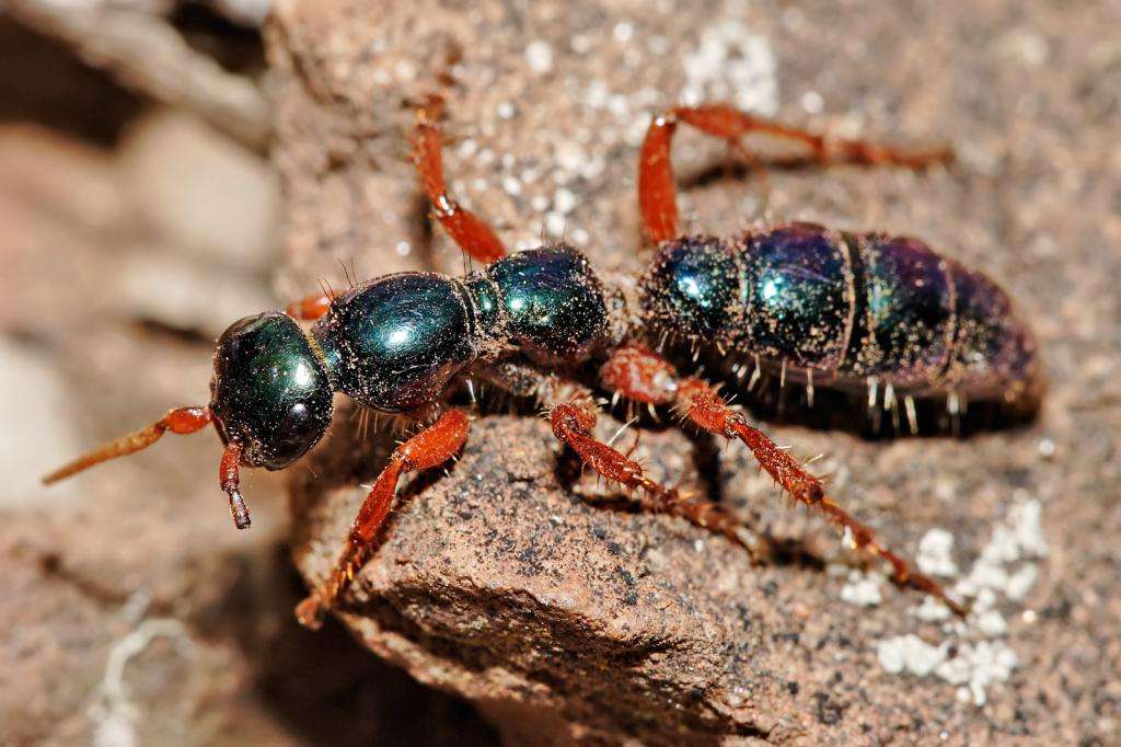 Самка муравья