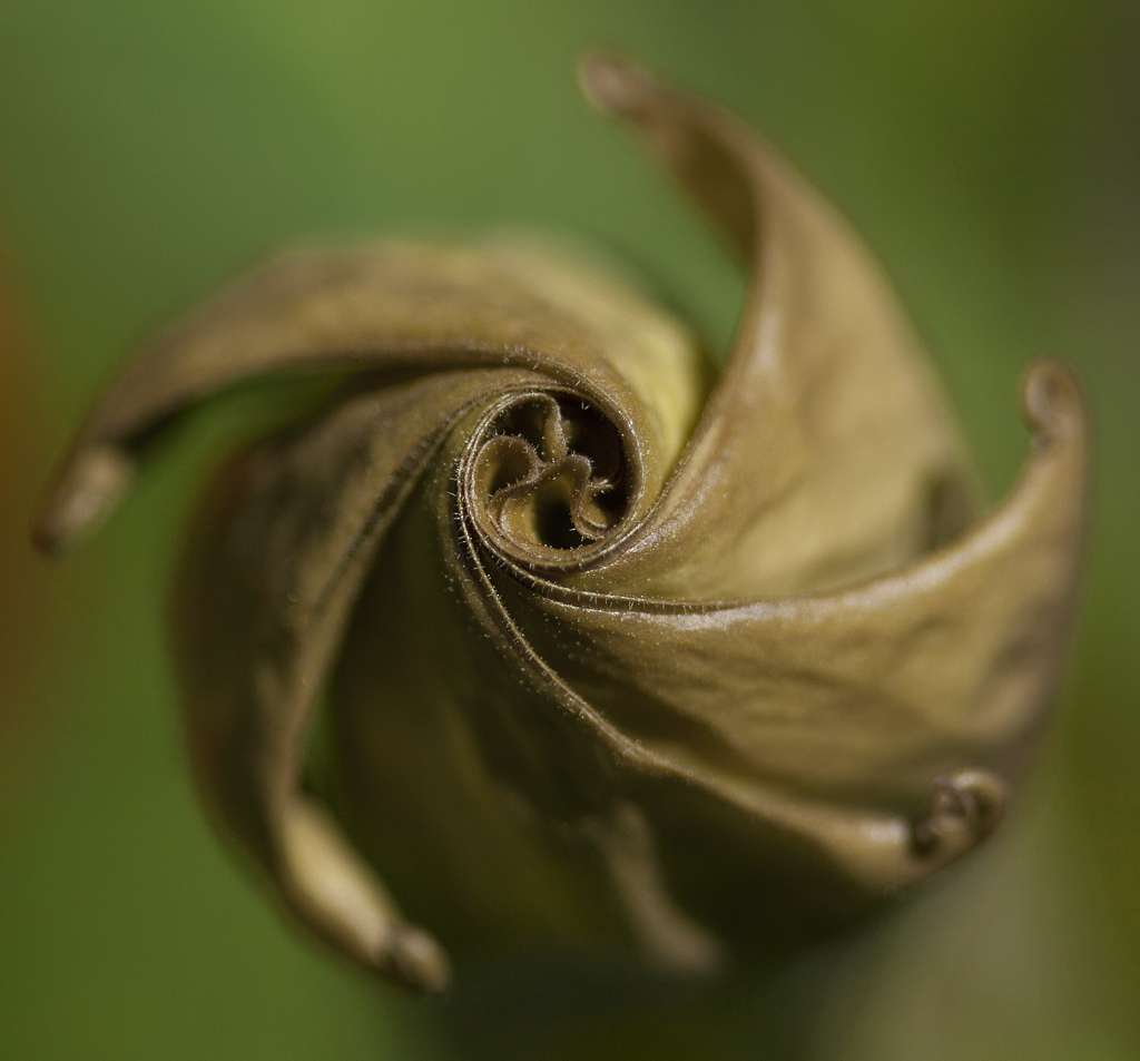 фибоначчи спираль цветок