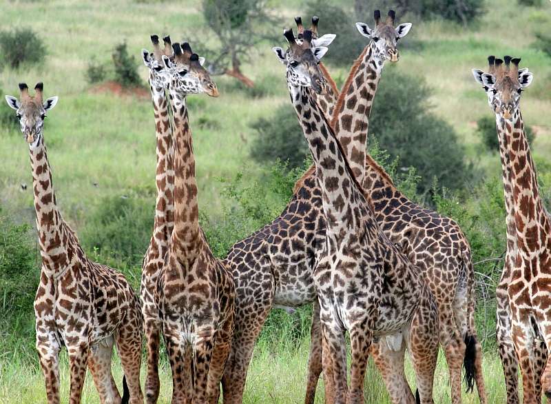 Популяция жирафов.