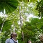Тропики - это... Основная информация о климате, растениях и животных