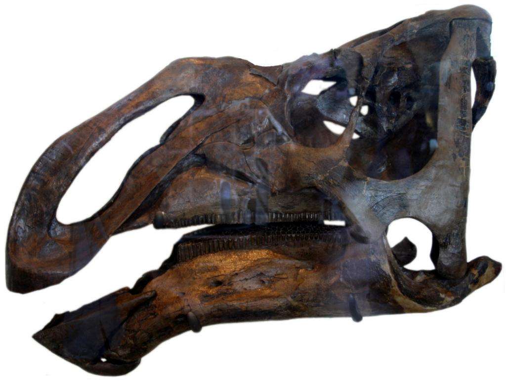 череп гадрозавра