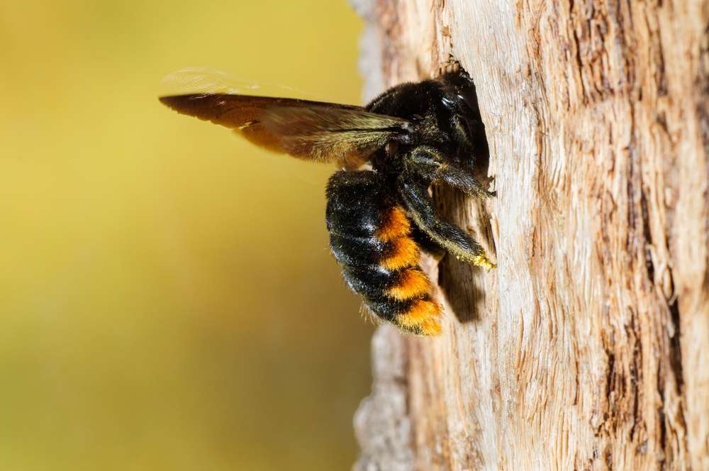 Колода для пчел