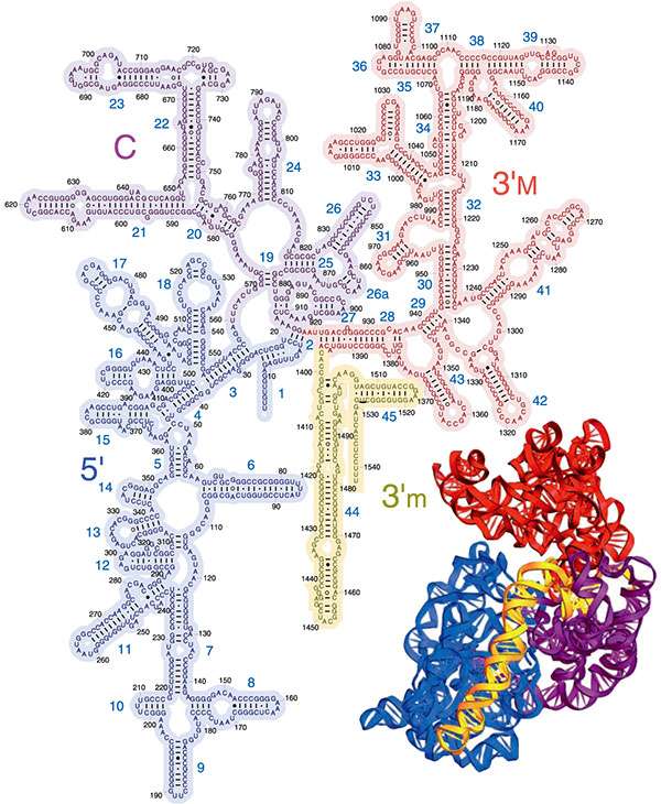 РНК формальный вид
