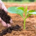 Органическое вещество почвы: описание и влияние на плодородие