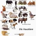 Животные на немецком языке с переводом