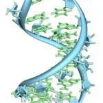 Функции РНК в клетке: запасающая, энергетическая, сократительная
