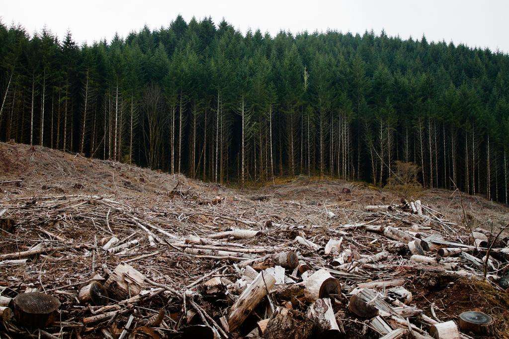 Вырубленный лес